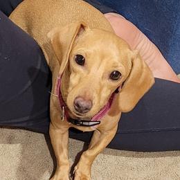 Chloé - Dachshund