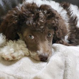 Cholly - Aussiedoodle