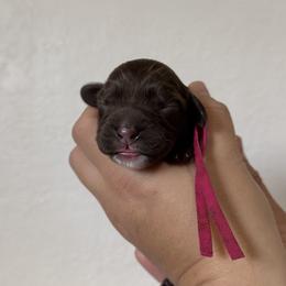Phoebe - Chocolate female Australian Labradoodle puppy in Sacramento, California from Little Farmstead Labradoodles