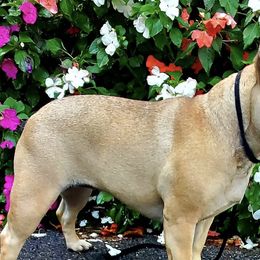 French Bulldogs from MD Frenchies