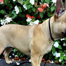 French Bulldogs from MD Frenchies