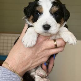 Hermes - male Australian Mountain Doodle puppy in Spanish Fork, Utah from Little Puppy Co.