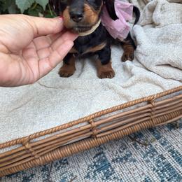 Black and tan longhair female - Black and tan female Dachshund puppy in Manteca, California from Sweet and Low Dachshunds