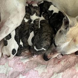 Girl 5 - Fawn brindle female Whippet puppy in Clinton, Tennessee from Ivanhoe Borzoi