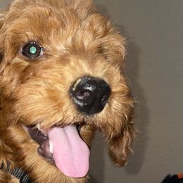 Perdita - Red  Goldendoodle puppy in Harrisburg, Arkansas from Ransone’s Ridge Runners Poodles and Doodles