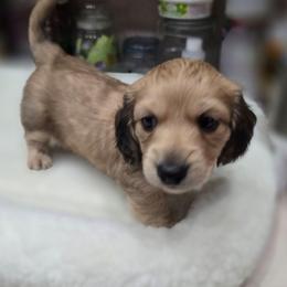 Vinny - Cream male Dachshund puppy in Oklahoma City, Oklahoma from OkieDoxieland Dachshunds