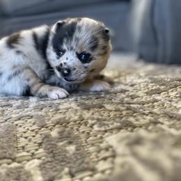 Pomsky Puppies from Pomsky‘s Palace