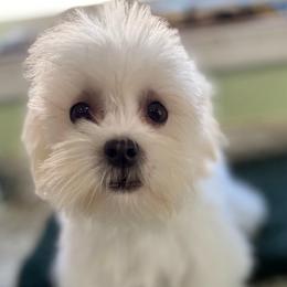 Tawny - White female Maltipoo puppy in Colonial Beach, Virginia from BeachRidge Pups