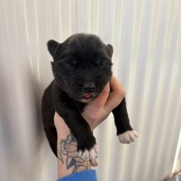 Orange - Black and white male Siberian Husky puppy in Jonesborough, Tennessee from Dry Creek Siberians