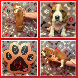 Red collar female - Mahogany and white female Basset Hound puppy in Hamilton, Indiana from Cam’s Country Bassets