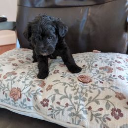 Ripkin - Black male Schnoodle puppy in Huron, Tennessee from Wilma's Paw-Paw Patch