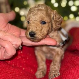 Saffron - Apricot male Goldendoodle puppy in Greenville, South Carolina from Law Doodles of SC