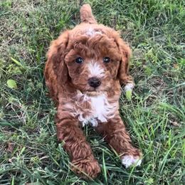 David - Red  male Goldendoodle puppy in Kansas City, Kansas from Bella & Ivy’s Mini Goldendoodles of KC