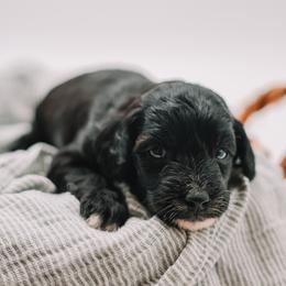 Red Boy F1B Mini Goldendoodle - Black male Goldendoodle puppy in Mckinney, Texas from Doodles of North Tx