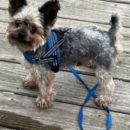 Titus - Yorkshire Terrier