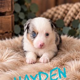 Hayden - Blue merle male Miniature American Shepherd puppy in Sanger, California from Flying M Cactus Ranch Buddies