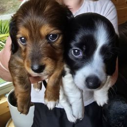 Dachshund Puppies from Ziva's Friends