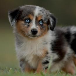 Lincoln - Blue merle female Miniature Australian Shepherd puppy in Hartman, Arkansas from Southern Edition Aussies