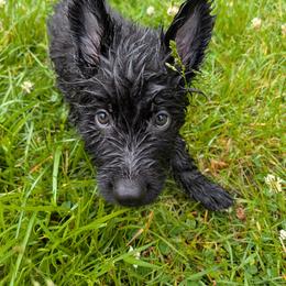 German Shepherd Puppies from Evergreen Shepherds