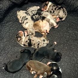 Coal - Black tri-color male Australian Shepherd puppy in Howardsville, Virginia from Spectacular Aussies and Cavaliers