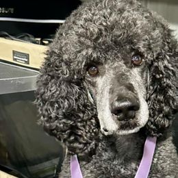 Poodles from Adventure Abounds Standards