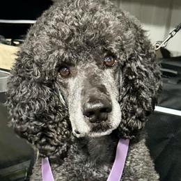Poodles from Adventure Abounds Standards