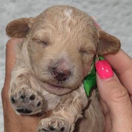 Fred - Red  male Goldendoodle puppy in Vernon, Texas from Sugarland's Texas Goldendoodles