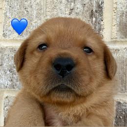 Blue collar - Yellow male Labrador Retriever puppy in Clinton, Tennessee from Summer Rose