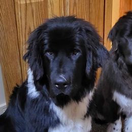 Newfoundlands from Claypit Newfoundlands