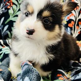 Pembroke Welsh Corgi Puppies from Nunas Corgis