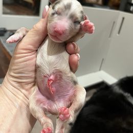 BMM- black (Name TBD) - Blue merle male Australian Shepherd puppy in Hayward, California from Grissom’s Aussies