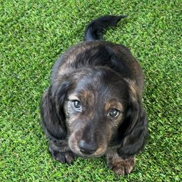 Dachshund Puppies from Texas Tiny Tales