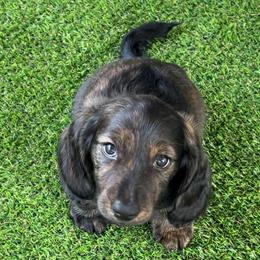 Dachshund Puppies from Texas Tiny Tales