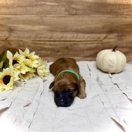Buddy - Wheaten male Whoodle puppy in Merritt, Michigan from Genesis Family Farm
