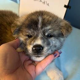 Qumiya - Brindle female Japanese Akitainu puppy in Hubert, North Carolina from Miyo Ken