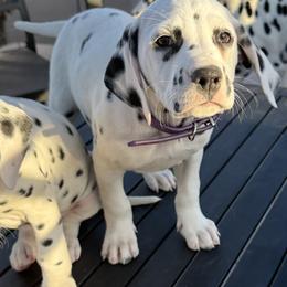 Halligan - White and black female Dalmatian puppy in Albuquerque, New Mexico from Renov Dalmatian Plantation