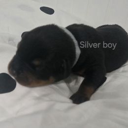 Silver - Black and mahogany male Rottweiler puppy in Lebanon, Oregon from SOUTH SANTIAM ROTTWEILERS