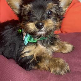 Morkie and Yorkshire Terrier Puppies from Cathy Burns