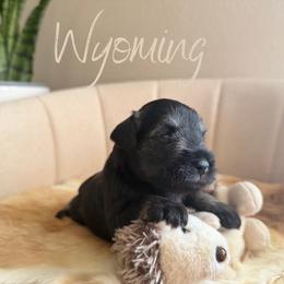 Wyoming AKC - Salt and pepper female Miniature Schnauzer puppy in Victorville, California from West Coast Royal Miniature Schnauzer