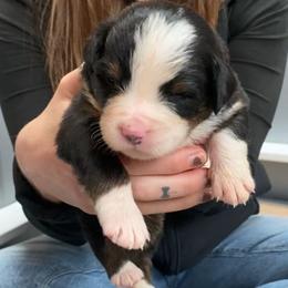 Gray Collar Male - Black rust and white male Bernese Mountain Dog puppy in Bristol, Tennessee from Holston Hollow Farm
