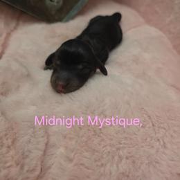 Midnight mystique - Brindle female Dachshund puppy in Bristol, Tennessee from It's Mini Wieners Baby