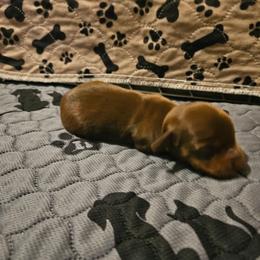 Girl 2 - Chocolate and tan female Dachshund puppy in New Castle, Colorado from Shaffers low riding weiners