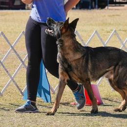 Belgian Malinois and German Shepherds from Légende Vivante Du Chief Kennel