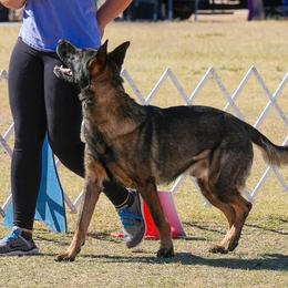 Belgian Malinois and German Shepherds from Légende Vivante Du Chief Kennel