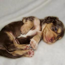 Girl 2 - Chocolate and cream female Dachshund puppy in Montrose, Colorado from Dachshund Delights Co