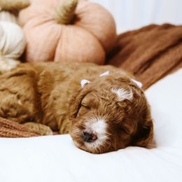 Autumn - Red  female Goldendoodle puppy in Georgia from Mother of Golden Doodles
