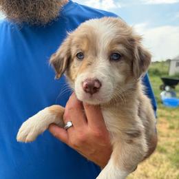 Girl 1 - Red merle female Border Collie puppy in Shawnee, Oklahoma from Cross K Working Collies - Pure Bred Border Collies