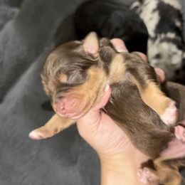 Leela - Brown and white female Aussiedoodle puppy in Warrensburg, Missouri from Dreamer Ridge Puppies