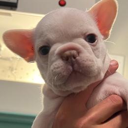 Bulldog and French Bulldog Puppies from Jhuntfrenchies