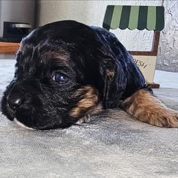 Groucho Barks - Black white and tan male Cockapoo puppy in Indiahoma, Oklahoma from Phamily Doodles